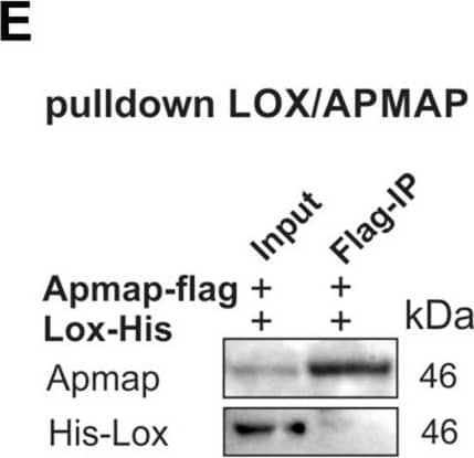 APMAP Antibody (OTI4F6)