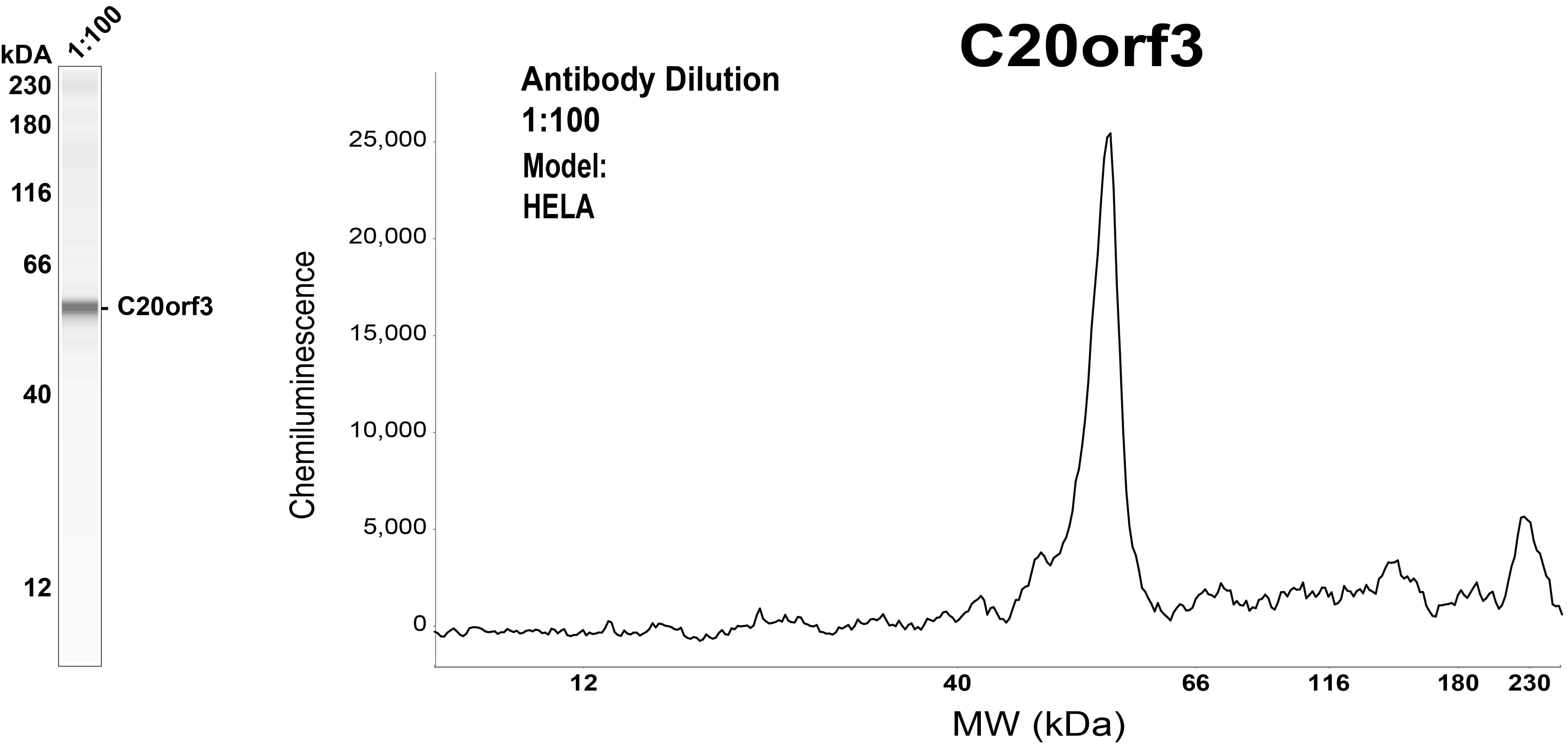 APMAP Antibody (OTI4F6)