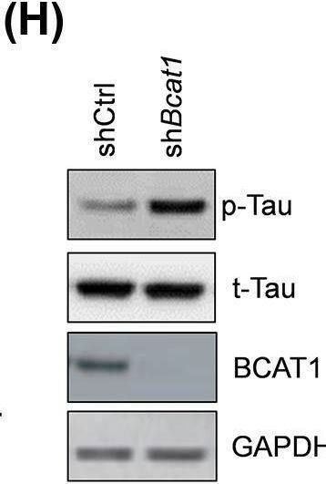 BCAT1 Antibody (OTI3F5)