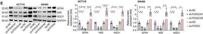 HNF-3 beta/FoxA2 Antibody (OTI3C10)