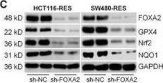 HNF-3 beta/FoxA2 Antibody (OTI3C10)