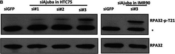 RPA2 Antibody (OTI9A1)