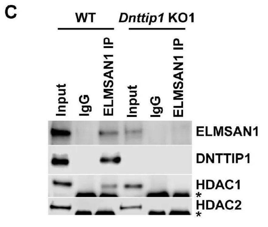 DNTTIP1 Antibody (OTI1F4)
