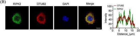 Otubain-2 Antibody (OTI11B3)