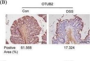 Otubain-2 Antibody (OTI11B3)