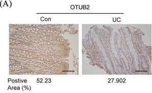 Otubain-2 Antibody (OTI11B3)