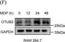 Otubain-2 Antibody (OTI11B3)