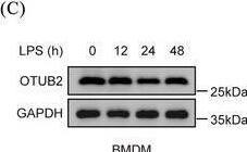 Otubain-2 Antibody (OTI11B3)