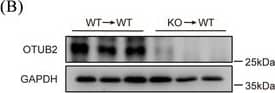 Otubain-2 Antibody (OTI11B3)
