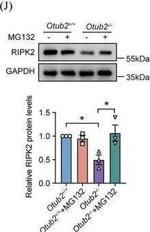 Otubain-2 Antibody (OTI11B3)