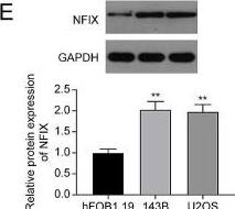 NFIX Antibody
