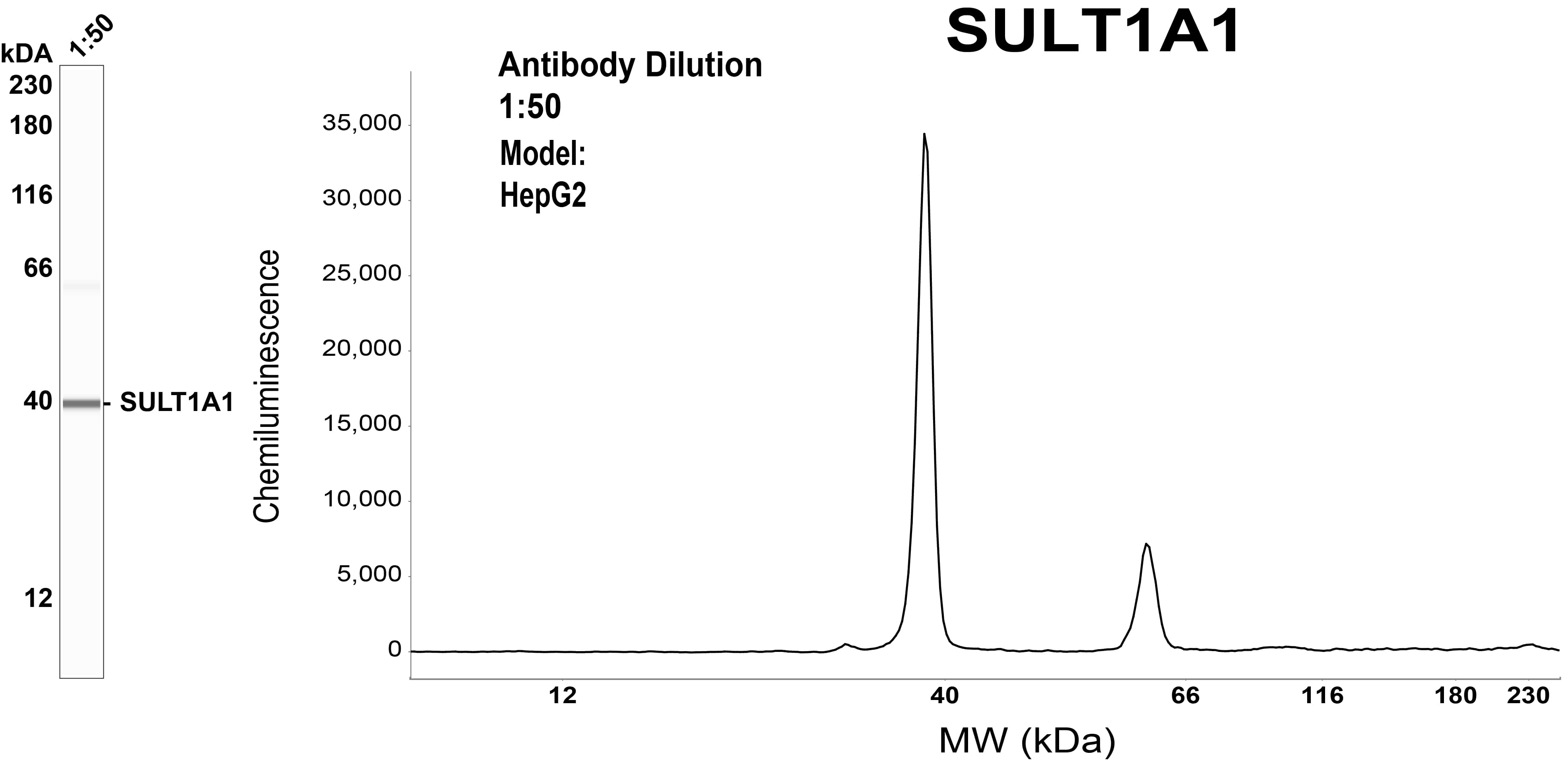 Cytosolic Sulfotransferase 1A1/SULT1A1 Antibody (OTI9B7)