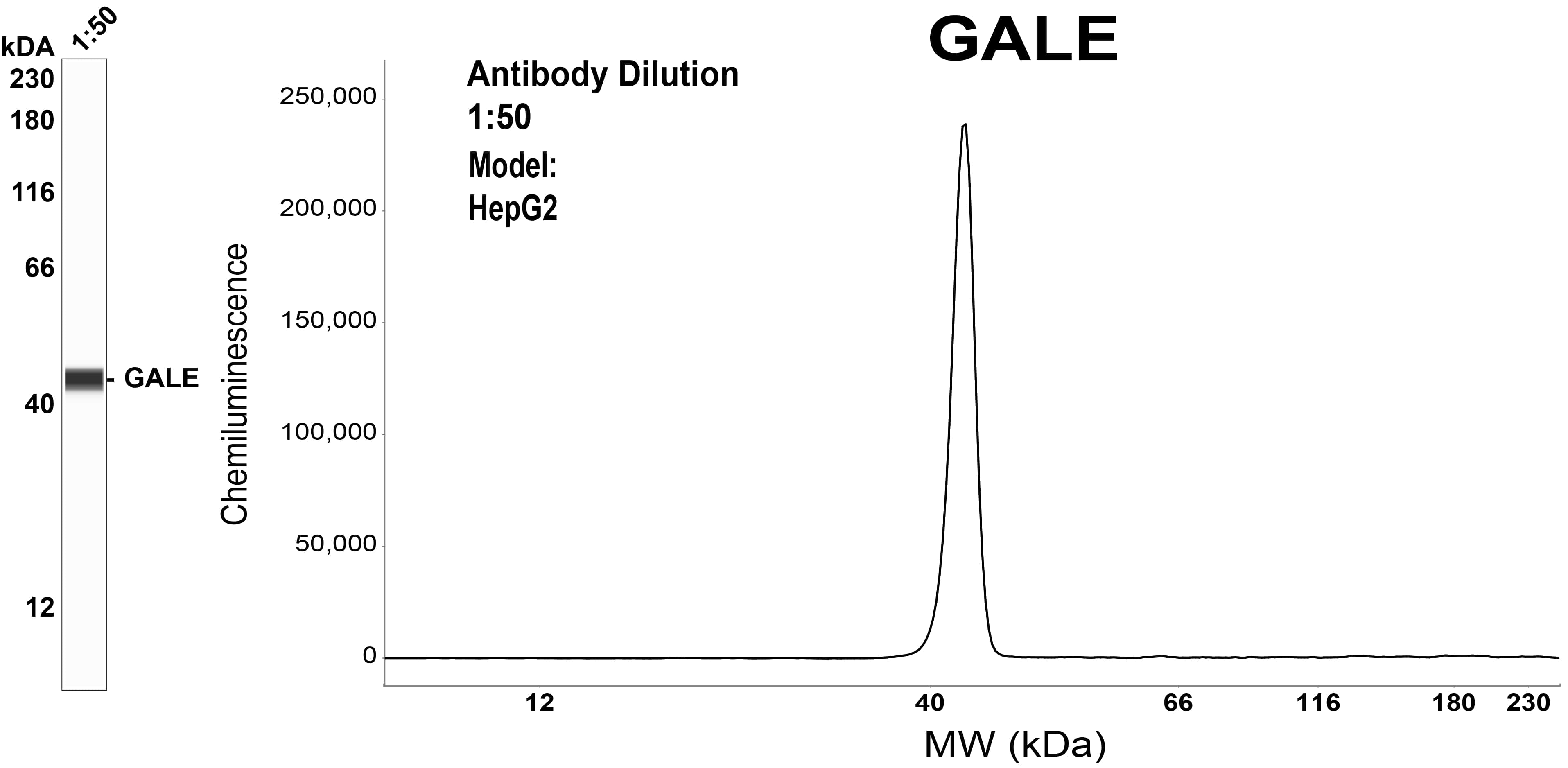 GALE Antibody (OTI1C4)