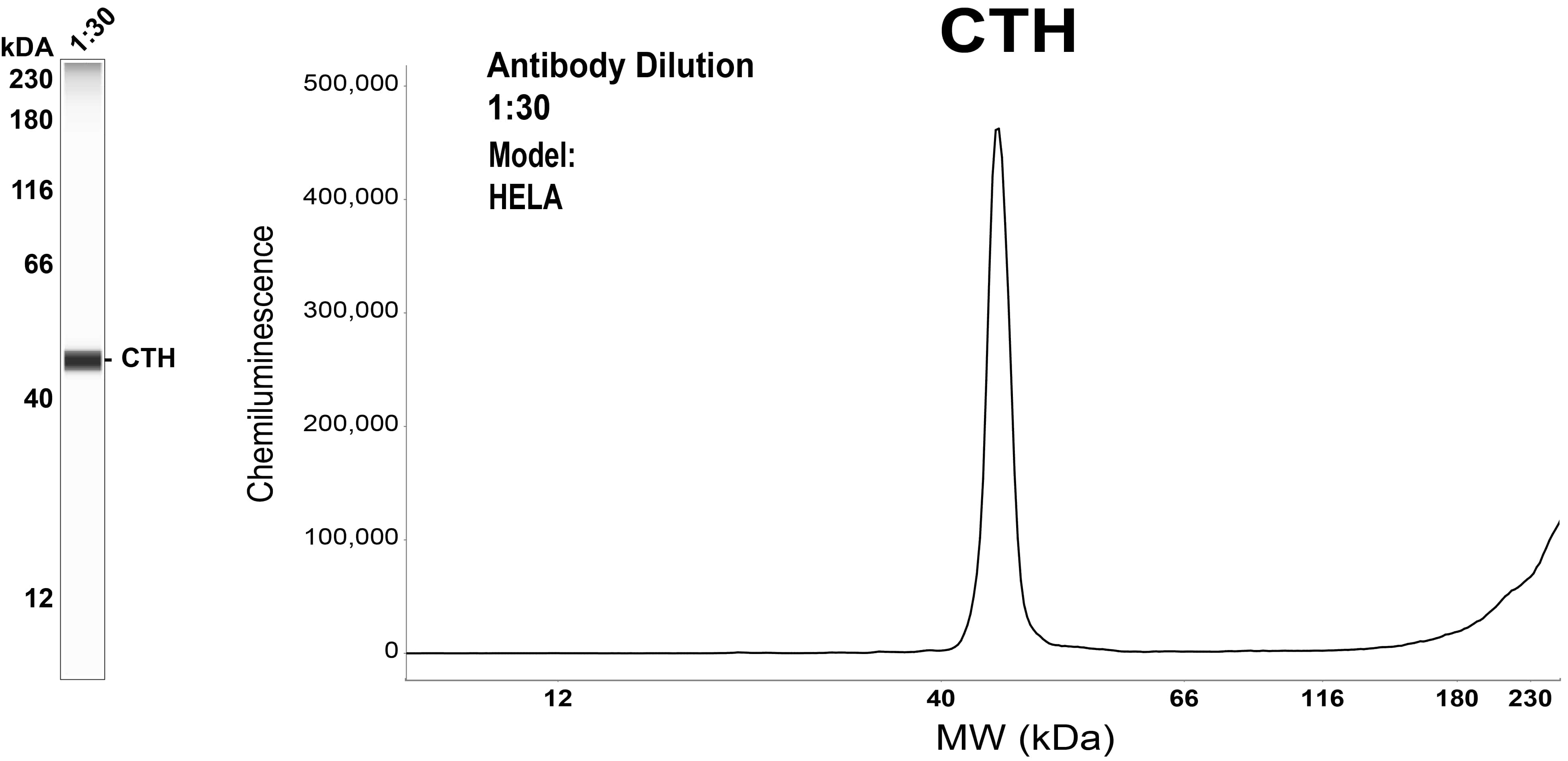 Cystathionase Antibody (OTI1E12)