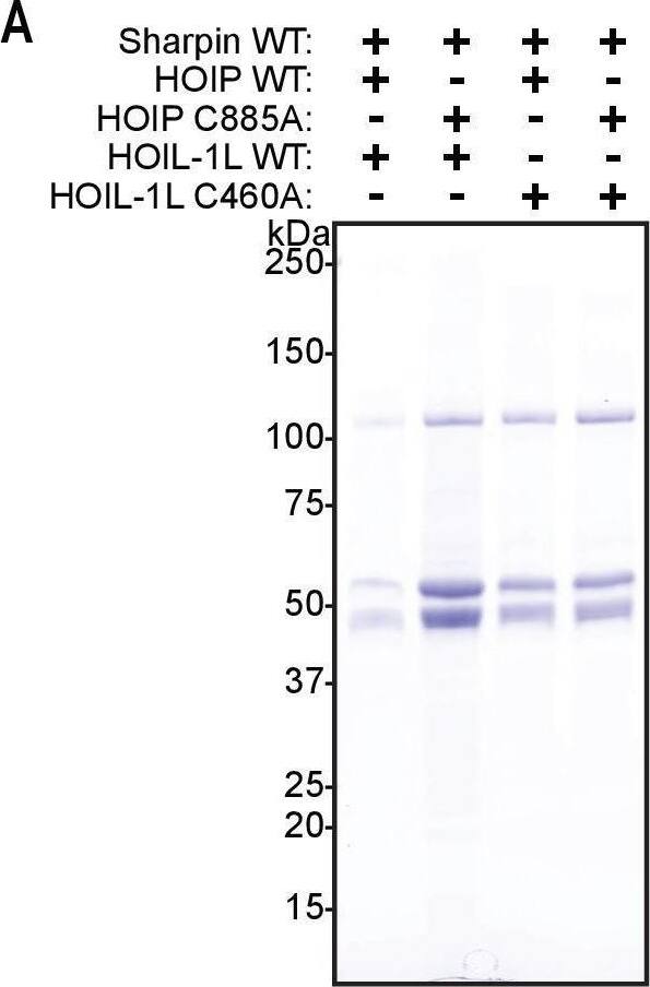 SHARPIN Antibody - BSA Free