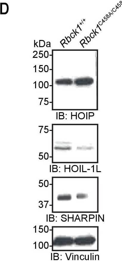 SHARPIN Antibody - BSA Free
