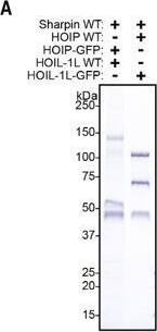 SHARPIN Antibody - BSA Free