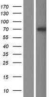 L3MBTL4 Overexpression Lysate