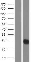 CTLA-4 Overexpression Lysate