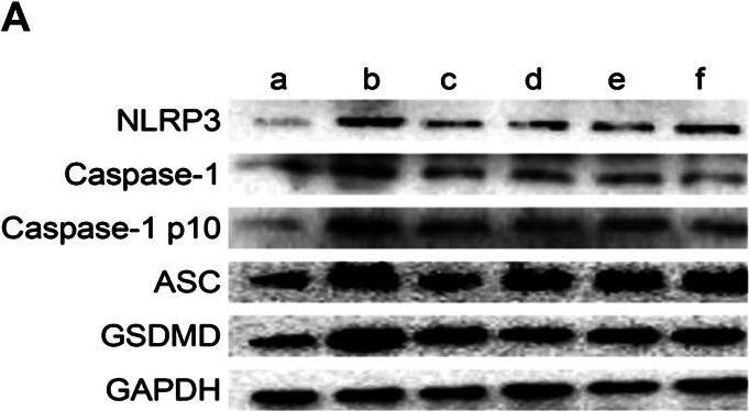 NLRP3/NALP3 Antibody - BSA Free