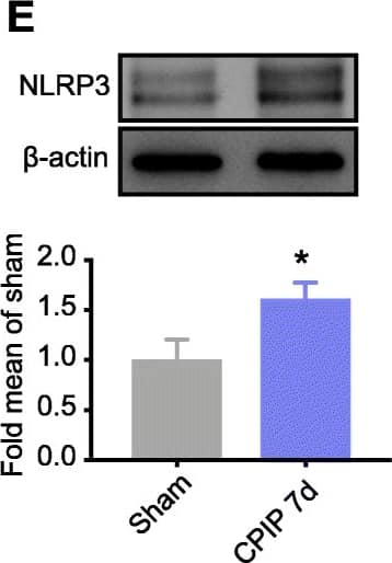 NLRP3/NALP3 Antibody - BSA Free