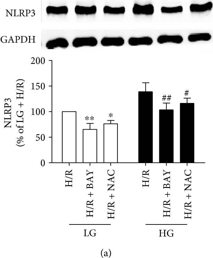 NLRP3/NALP3 Antibody - BSA Free