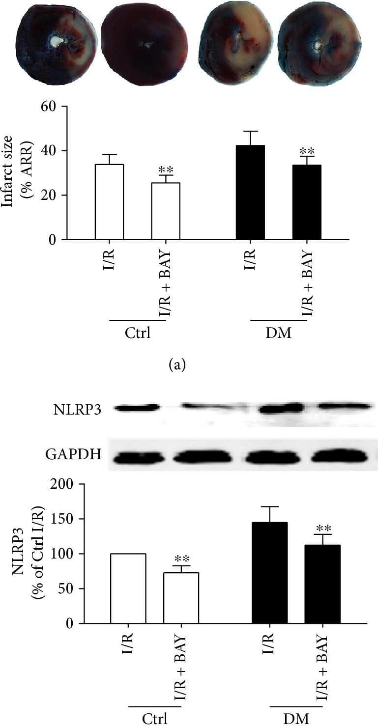 NLRP3/NALP3 Antibody - BSA Free