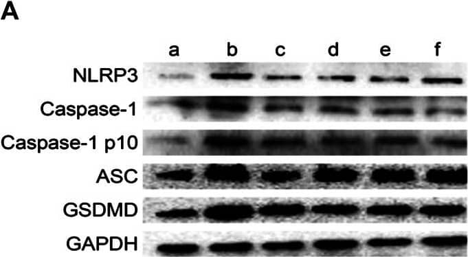 NLRP3/NALP3 Antibody - BSA Free