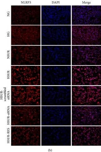 NLRP3/NALP3 Antibody - BSA Free
