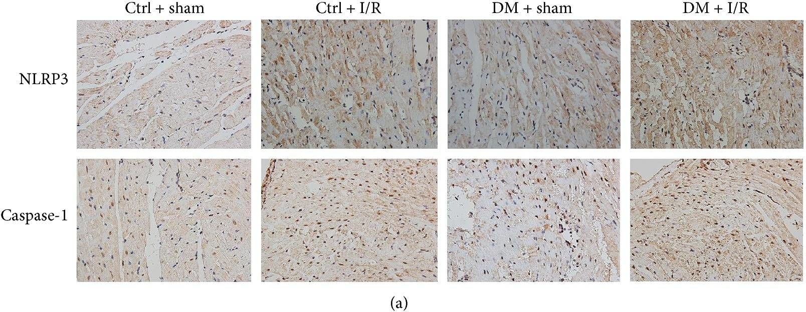 NLRP3/NALP3 Antibody - BSA Free
