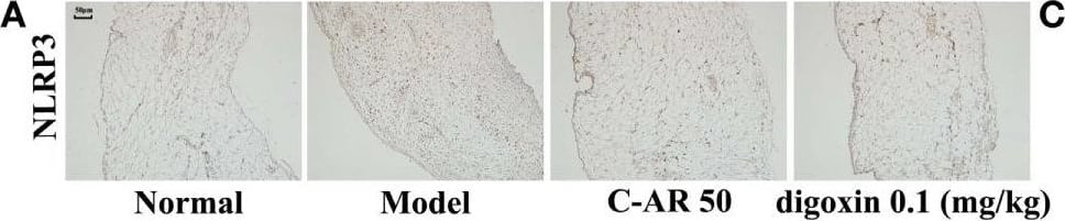 NLRP3/NALP3 Antibody - BSA Free