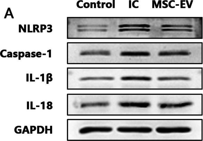 NLRP3/NALP3 Antibody - BSA Free