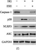 NLRP3/NALP3 Antibody - BSA Free