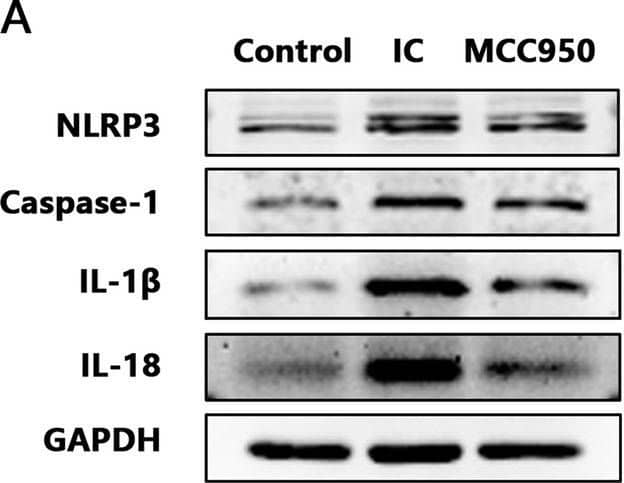 NLRP3/NALP3 Antibody - BSA Free