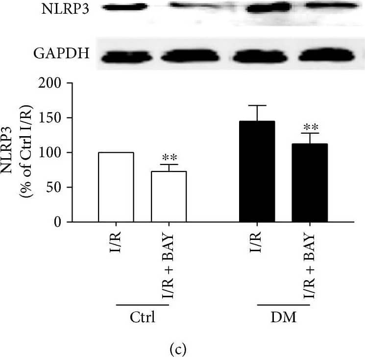 NLRP3/NALP3 Antibody - BSA Free