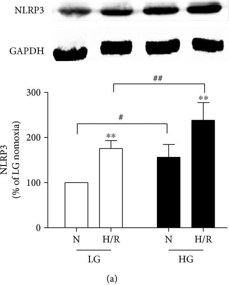 NLRP3/NALP3 Antibody - BSA Free