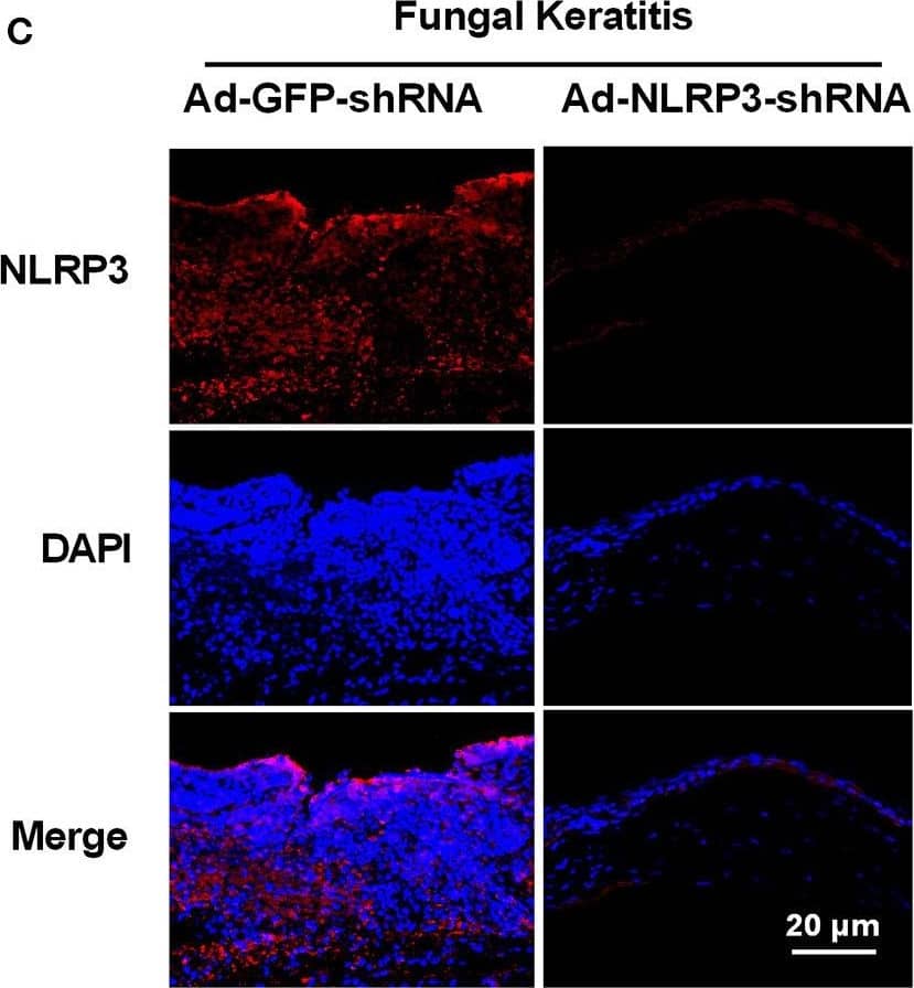 NLRP3/NALP3 Antibody - BSA Free