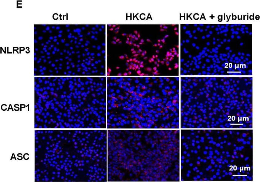 NLRP3/NALP3 Antibody - BSA Free