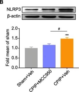 NLRP3/NALP3 Antibody - BSA Free