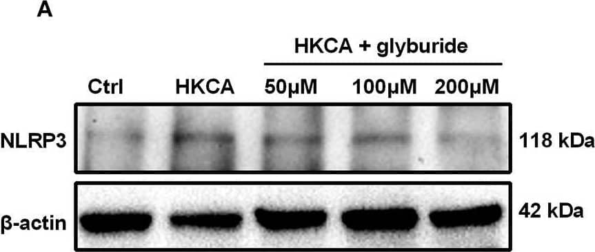 NLRP3/NALP3 Antibody - BSA Free