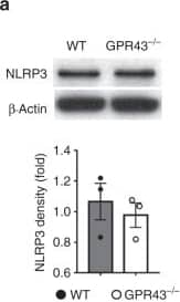 NLRP3/NALP3 Antibody - BSA Free