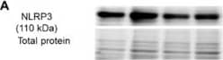NLRP3/NALP3 Antibody - BSA Free