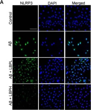 NLRP3/NALP3 Antibody - BSA Free