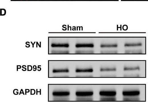 PSD-95 Antibody (7E3) - BSA Free