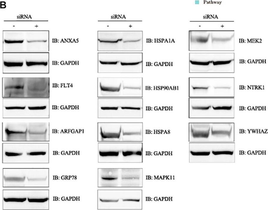 HSPA8/HSC71/Hsc70 Antibody (1F2-H5) - BSA Free