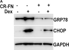 GADD153/CHOP Antibody - BSA Free