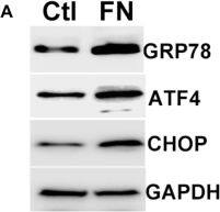 GADD153/CHOP Antibody - BSA Free
