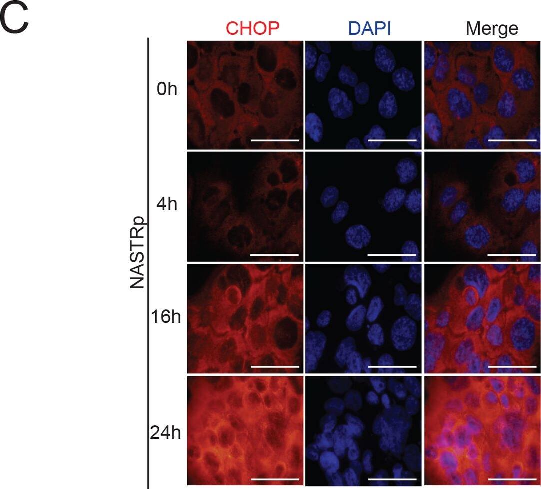 GADD153/CHOP Antibody - BSA Free