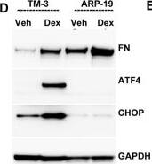 GADD153/CHOP Antibody - BSA Free