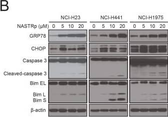 GADD153/CHOP Antibody - BSA Free
